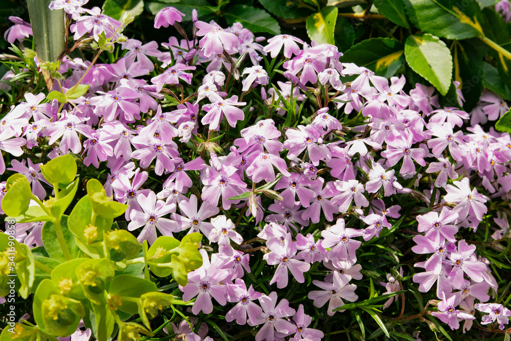 Fototapeta premium Phlox subulata