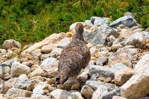 夏の北アルプス後立山連峰、唐松岳近くで見かけた雷鳥（ライチョウ）