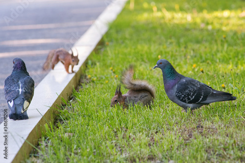 Squirrels and pigeons in the city park.