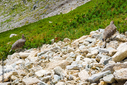 夏の北アルプス後立山連峰、唐松岳近くで見かけた雷鳥（ライチョウ）