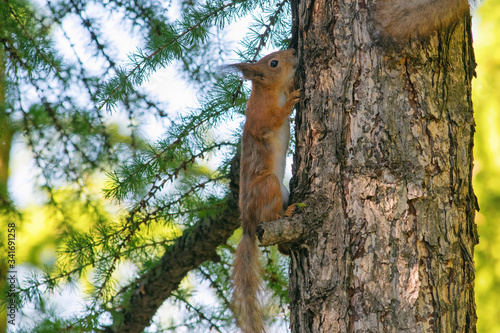 Squirrel on the tree trunk in the city park.