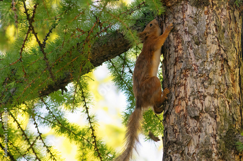 Squirrel on the tree trunk in the city park.