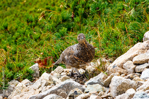 夏の北アルプス後立山連峰、唐松岳近くで見かけた雷鳥（ライチョウ）