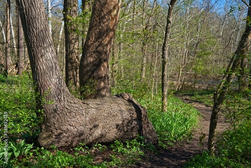 Horizontal tree trunk