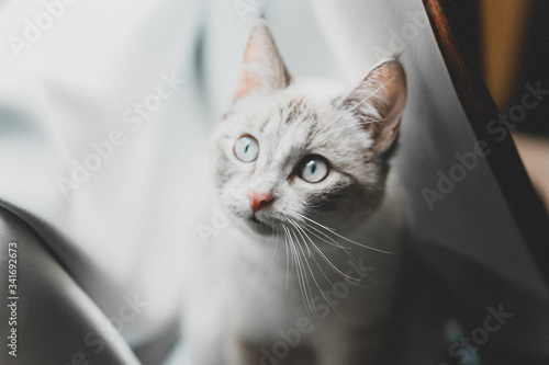 a mixed thai cat looking up in the white curtains © Anna