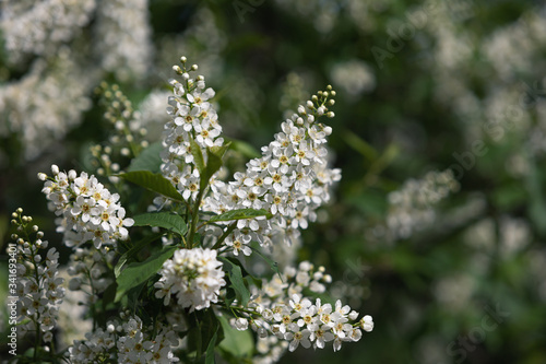 Bird Cherry Tree in Blossom