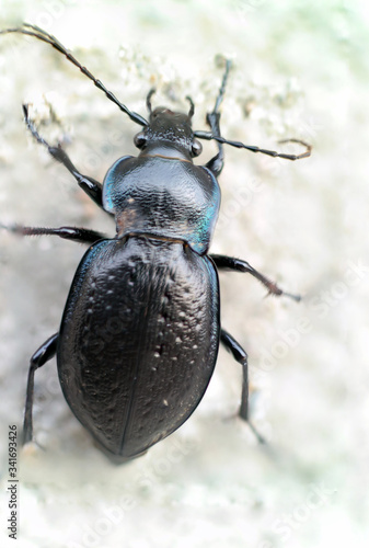 macro photo natural black insect