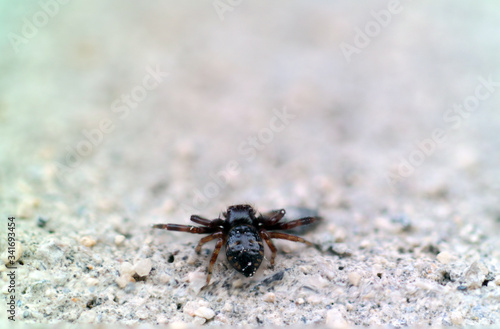 black brown baby spider macro