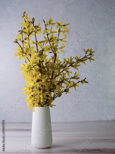 Yellow forsythia branches in a white ceramic vase on a wooden counter with a plaster background.  Yellow spring wildflowers indoors.