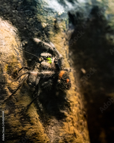 Phidippus regius jumping spider with prey field cricket