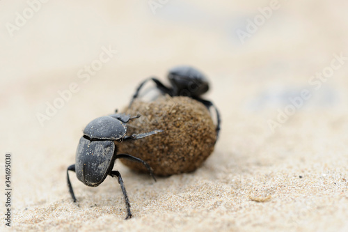 dung beetles on beach sand with ball