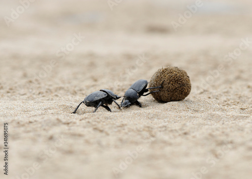 dung beetles on beach sand with ball