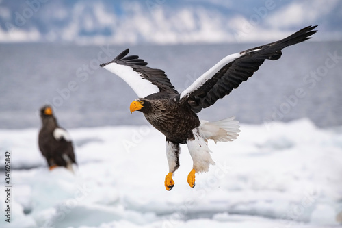 The Steller s sea eagle  Haliaeetus pelagicus  The bird is flying in beautiful artick winter environment Japan Hokkaido Wildlife scene from Asia nature. came from Kamtchatka..