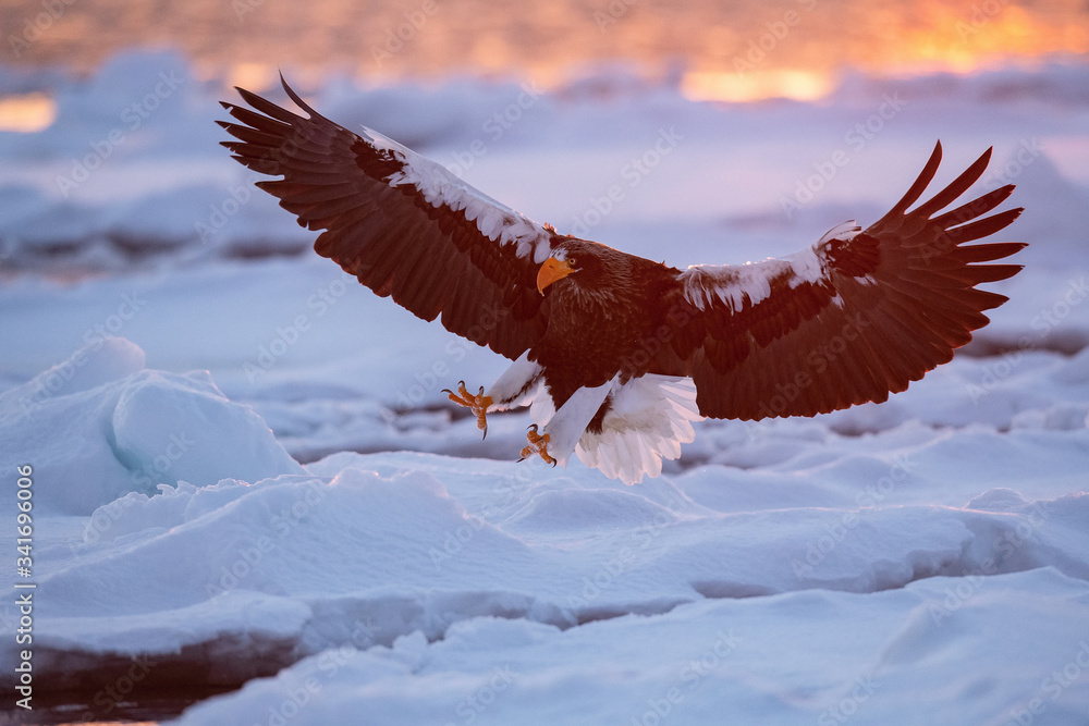 Obraz premium The Steller's sea eagle, Haliaeetus pelagicus The bird is flying in beautiful artick winter environment Japan Hokkaido Wildlife scene from Asia nature. came from Kamtchatka
