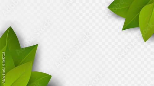 Green leaves in the corners, plants decoration elements on a transparent background