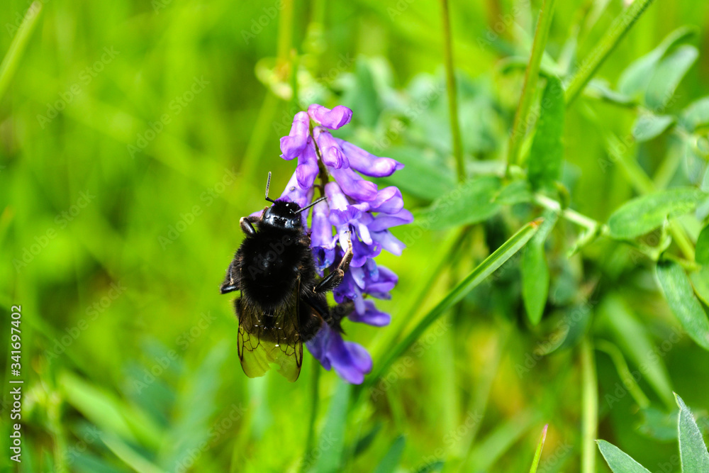 bee on flower bee on flower
