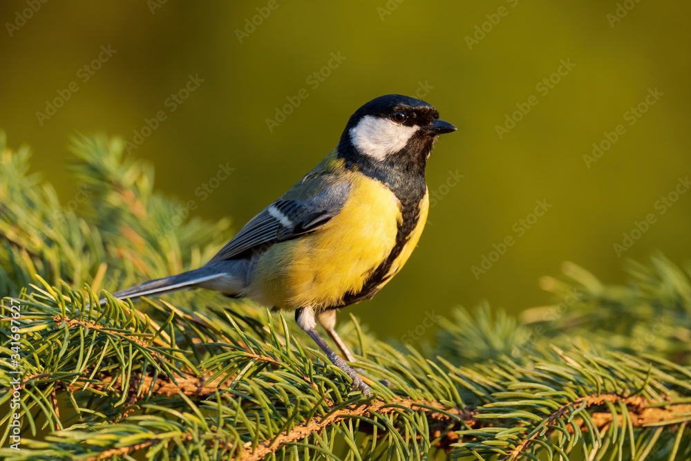 Great Tit - Parus major, common tit from European gardens and forests, Czech Republic. Great Tit - Parus major, common tit from European gardens and forests, Czech Republic.