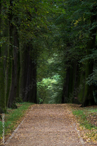 Park Gołchowski, droga wśród drzew