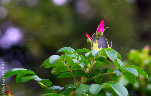 Róża młody pąk w wiosennym słońcu 