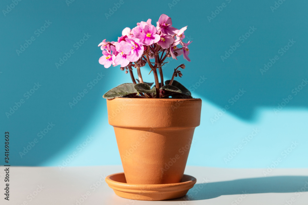 Flowering Saintpaulia mini/African violet in terracotta clay plant pot on a table lit by sunlight on blue background. Unpretentious plant