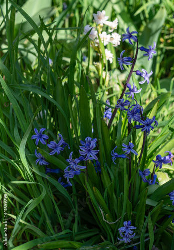 Violet Hyacinthus orientalis  common hyacinth  garden hyacinth or Dutch hyacinth  on green garden background