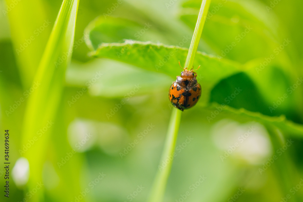 Fototapeta premium Close up shot of a ladybug on a stem of a plant in the meadow