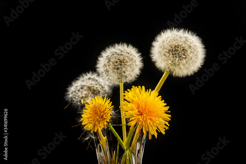 Dandelions on a black background. Spring flowers. Macro photography. Studio.