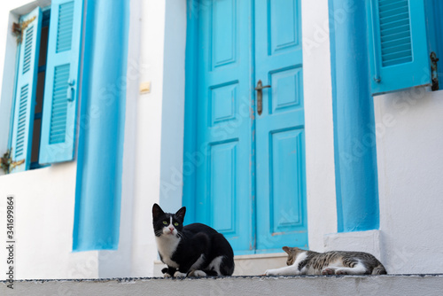 Foto Cat sits near the blue door in street