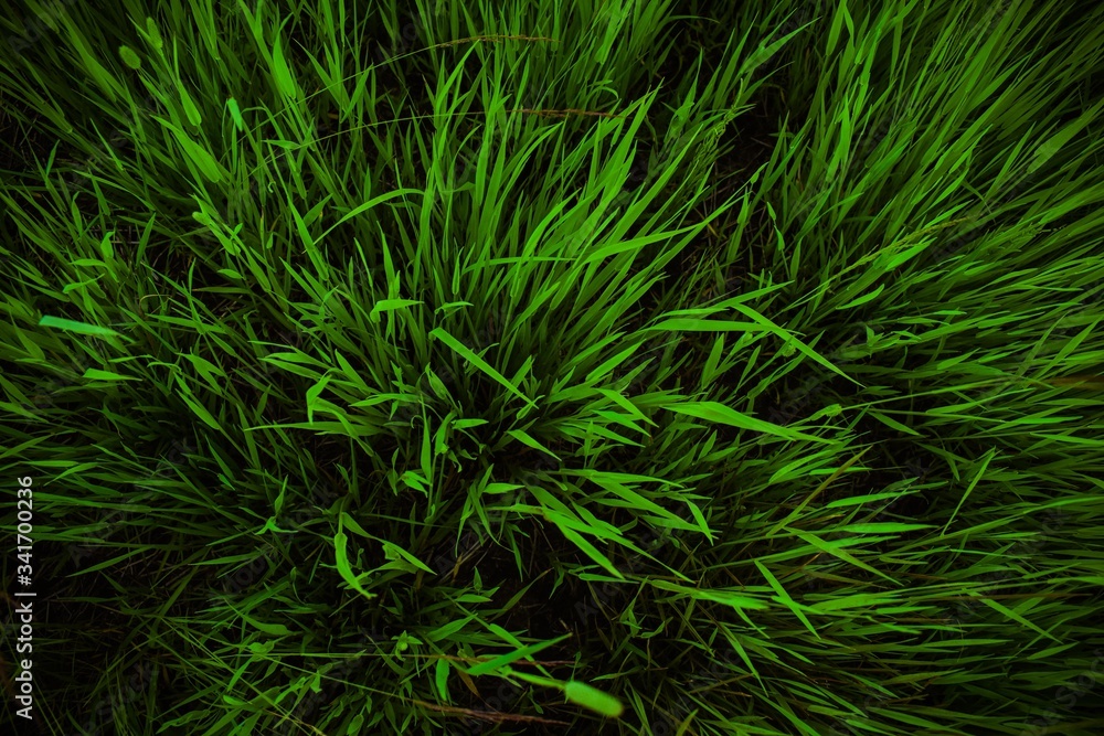 Background with texture of juicy grass on a dark background