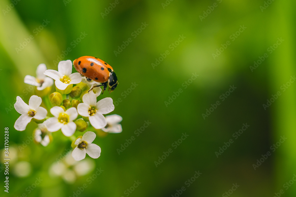 Close up shot of a ladybug on a white flower in the meadow Close up shot of a ladybug on a white flower in the meadow