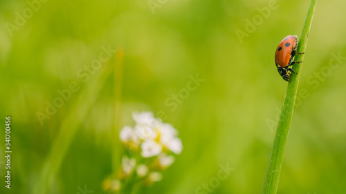 Close up shot of a ladybug on a blade of grass in the meadow