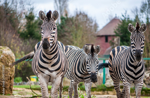 group of zebras in a zoo