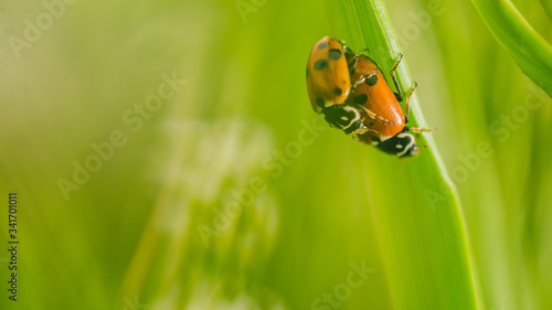 Close up shot of two ladybugs mating on a blade of grass in the meadow