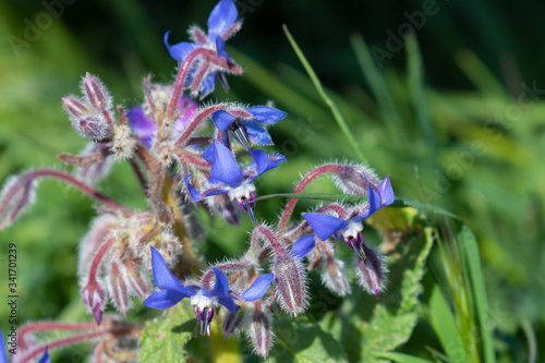 Borretsch (Borago officinalis), auch Boretsch geschrieben, auch als Gurkenkraut oder Kukumerkraut bezeichnet photo