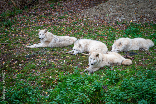 Fototapeta Naklejka Na Ścianę i Meble -  Group of white wolves lie on grass in the zoo