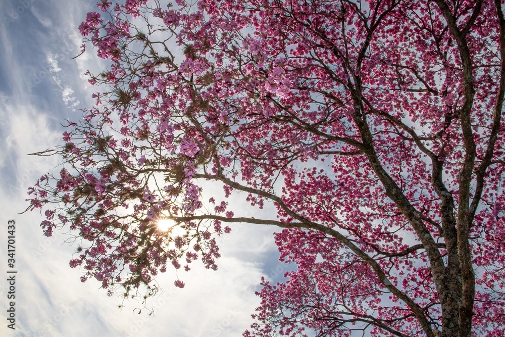 Beautiful pink trumpet tree full of flowers at sunset. (Handroanthus heptaphyllus/Ipe-rosa) Beautiful pink trumpet tree full of flowers at sunset. (Handroanthus heptaphyllus/Ipe-rosa)