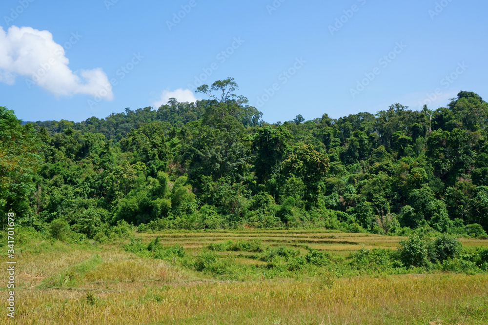 Tropical rain forest with a clear blue sky Tropical rain forest with a clear blue sky
