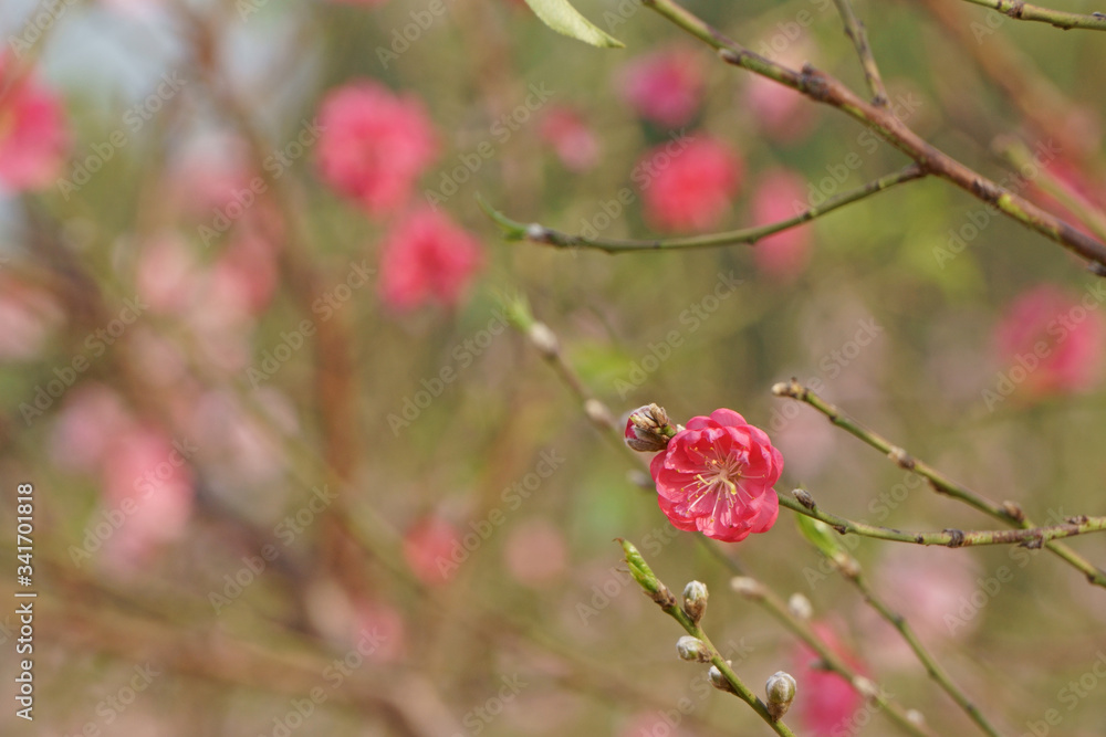 Spring flowers in the garden. Peach blossom Spring flowers in the garden. Peach blossom