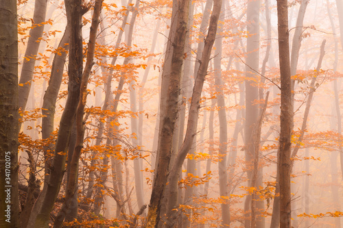 Misty autumn forest with colorful orange leaves