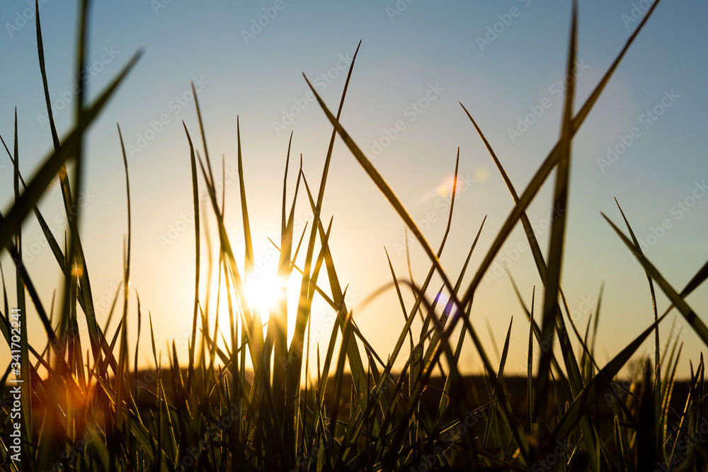 Green grass with sunset in the background