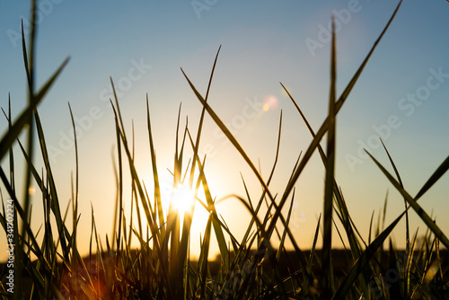 Green grass with sunset in the background
