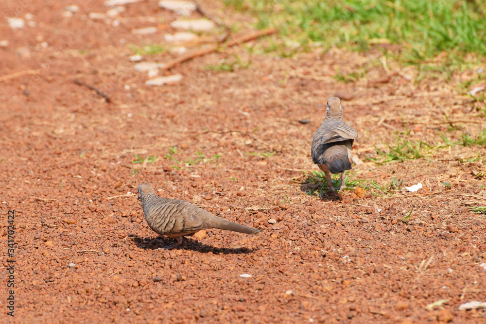 Obraz premium The zebra dove also known as barred ground dove, is a bird of the dove family, Columbidae, native to Southeast Asia.