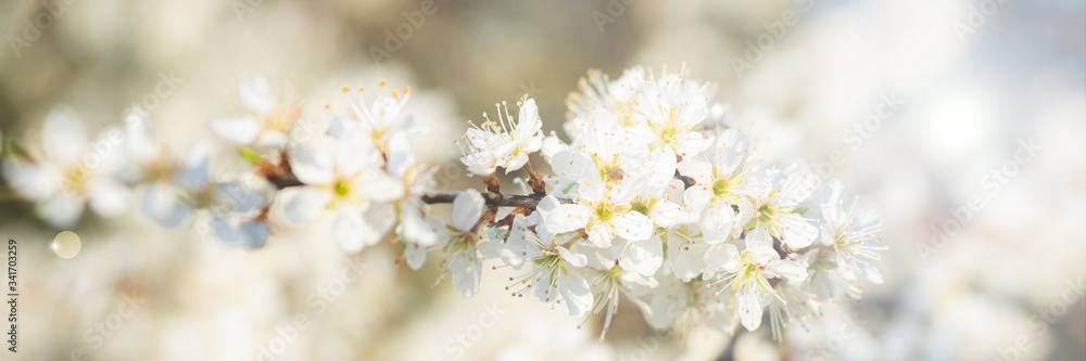 Obraz premium Blooming blackthorn