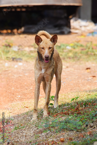 Fototapeta Naklejka Na Ścianę i Meble -  The Thai Ridgeback is a dog recently established as a standardized breed.