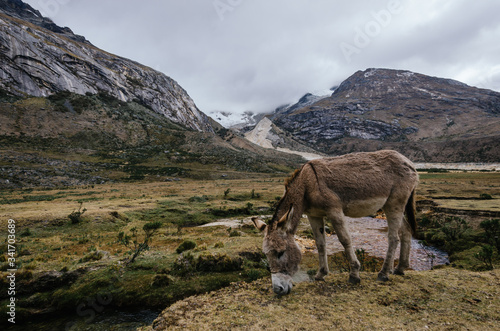 pack mule grazing in Taullipampa camp and remains of an avalanche in the background in the trekking of the quebrada santa cruz de peru