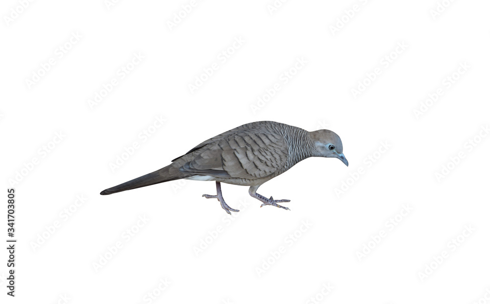 Fototapeta premium The zebra dove also known as barred ground dove, is a bird of the dove family, Columbidae, native to Southeast Asia.