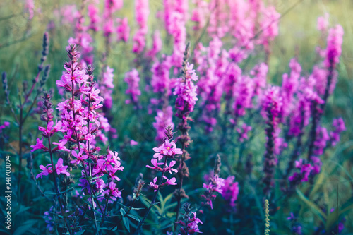 Fototapeta Naklejka Na Ścianę i Meble -  Pink wildflowers on the lawn
