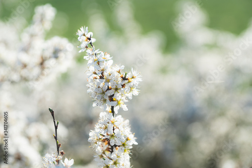 Blooming blackthorn