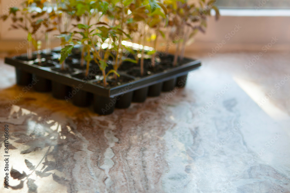 blurred bokeh background, young tomato sprouts in a plastic container by the window with sunlight, copy space