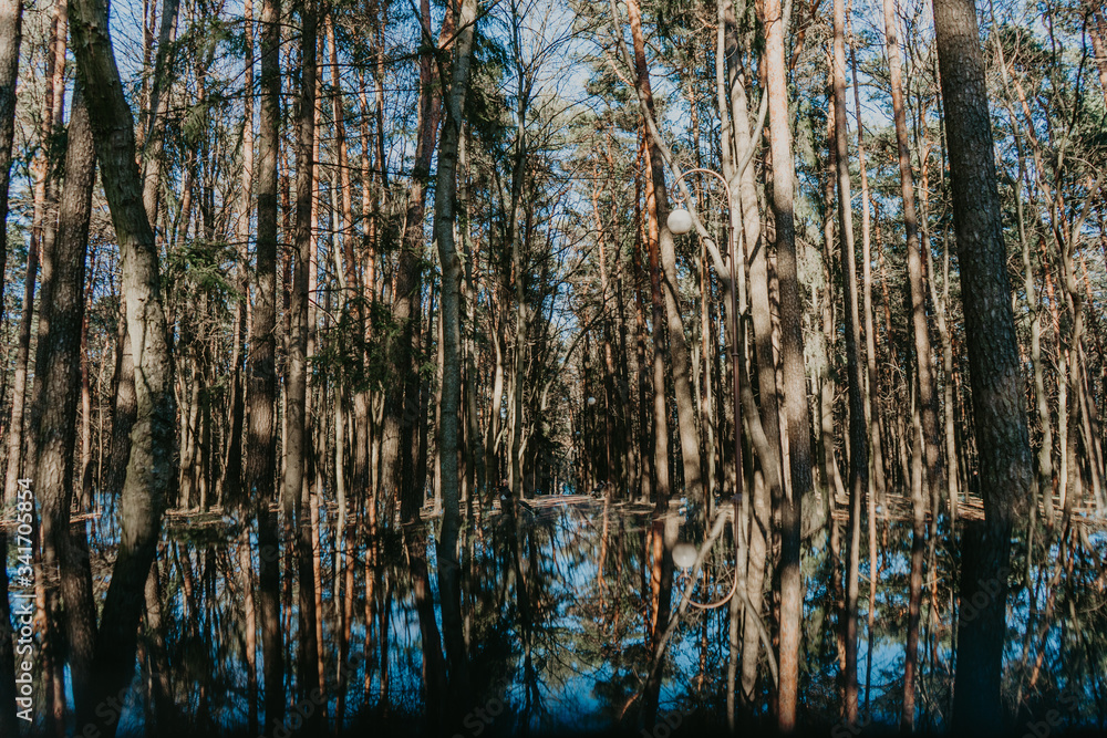 reflection of trees in water reflection of trees in water